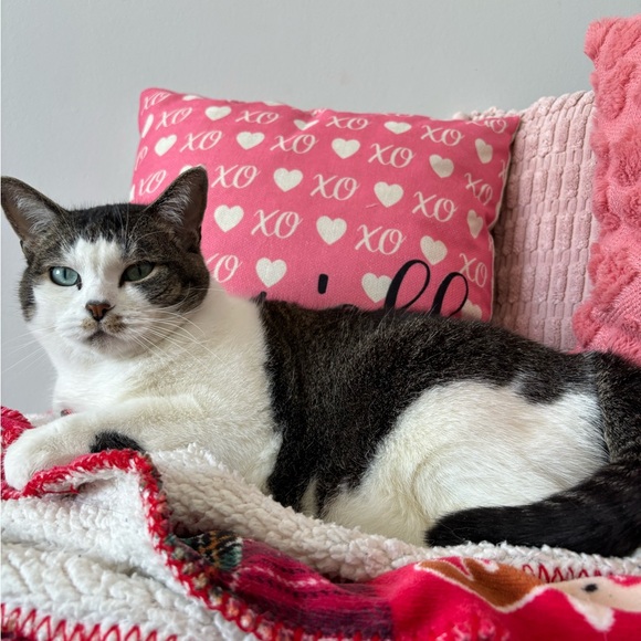 Meet your Posher, Caley - Picture 3 of 4